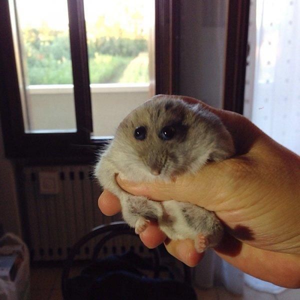 Silliest Animal Picture